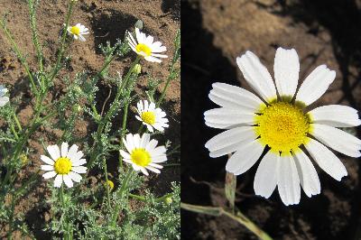 Cladanthus mixtus  / Anthemis mixta